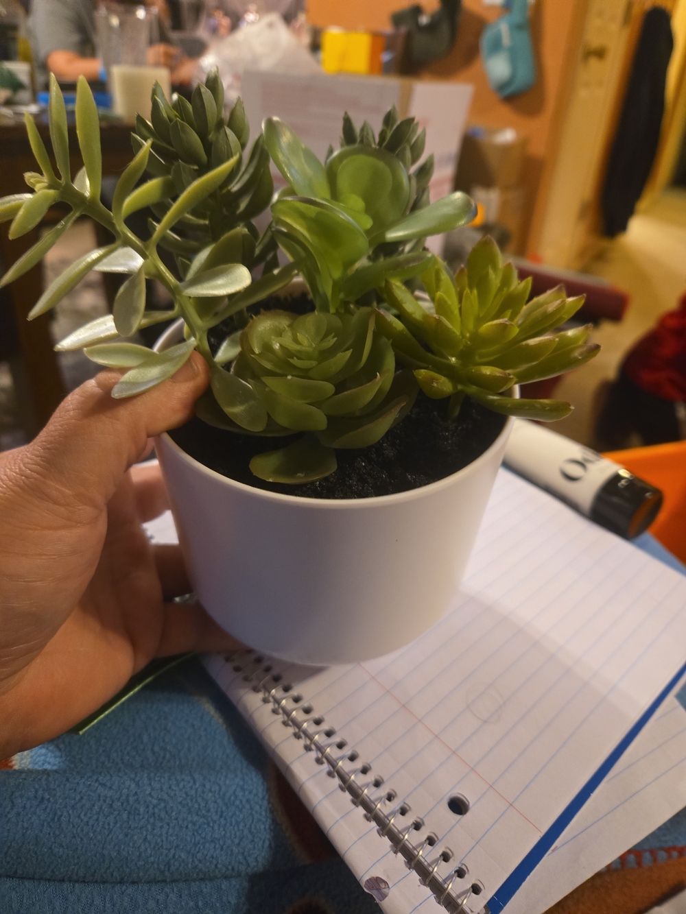Artificial Succulent Arrangement in White Ceramic Pot - Green #405